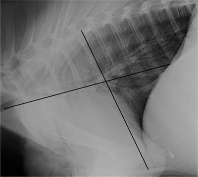 Comparison of Thoracic Radiography and Computed Tomography in Calves with Naturally Occurring Respiratory Disease